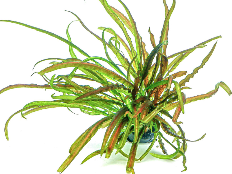 Grasblättriger Wasserkelch - Cryptocoryne crispatula in vitro